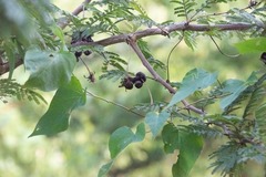 Dichrostachys cinerea