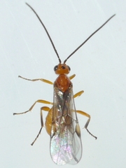 Bracon