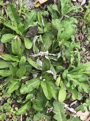 Gamochaeta americana