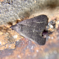 Nodaria cornicalis