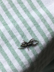 Ocrisiona leucocomis