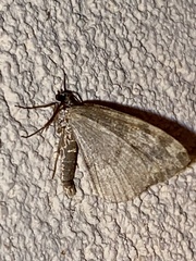 Hydriomena nubilofasciata