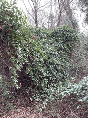 Smilax smallii