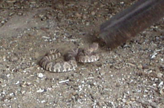 Crotalus pyrrhus