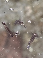 Culiseta incidens