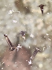 Culiseta incidens