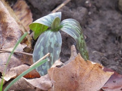 Trillium recurvatum