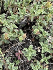 Penstemon davidsonii praeteritus