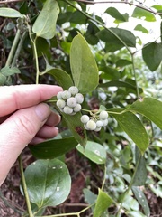 Smilax smallii