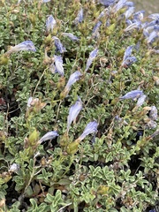 Penstemon davidsonii praeteritus