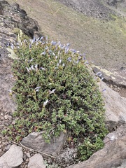Penstemon davidsonii praeteritus