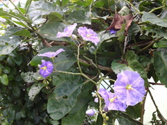 Solanum wendlandii