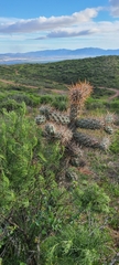 Cylindropuntia prolifera