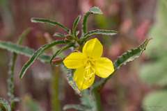 Eulobus californicus