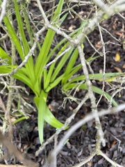 Toxicoscordion fremontii
