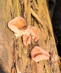 Guepinia helvelloides