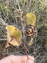 Gossypium davidsonii