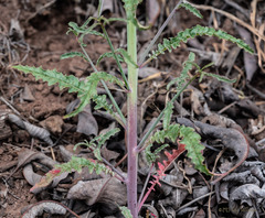 Eulobus californicus