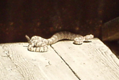 Crotalus pyrrhus