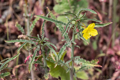 Eulobus californicus