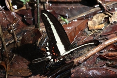 Heraclides hectorides