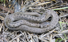 Macroprotodon brevis