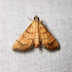 Orphanostigma abruptalis