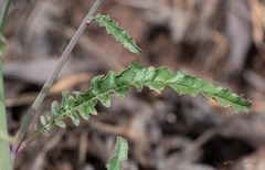 Eulobus californicus