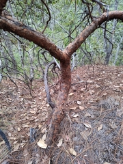 Comarostaphylis glaucescens