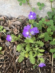 Phacelia patuliflora