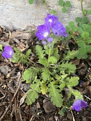 Phacelia patuliflora