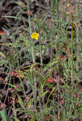 Eulobus californicus
