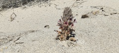 Aphyllon cooperi cooperi