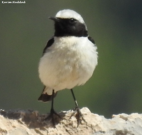 Oenanthe seebohmi