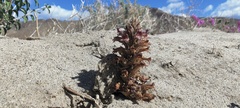 Aphyllon cooperi cooperi