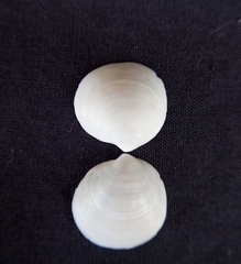 Monitilora ramsayi