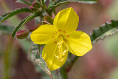 Eulobus californicus