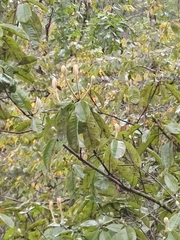 Annona reticulata