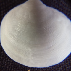 Monitilora ramsayi