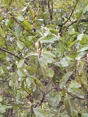 Annona reticulata