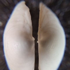 Monitilora ramsayi