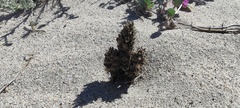 Aphyllon cooperi cooperi