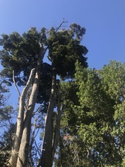 Nothofagus betuloides