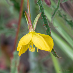 Eulobus californicus