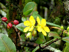 Ochna thomasiana