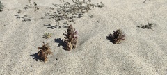 Aphyllon cooperi cooperi