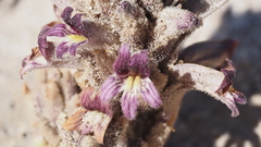 Aphyllon cooperi cooperi