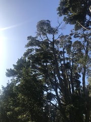 Nothofagus betuloides