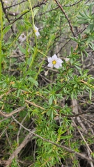 Solanum umbelliferum