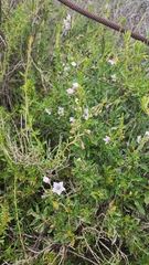 Solanum umbelliferum